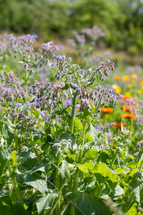 Borago officinalis - Borage (106839)