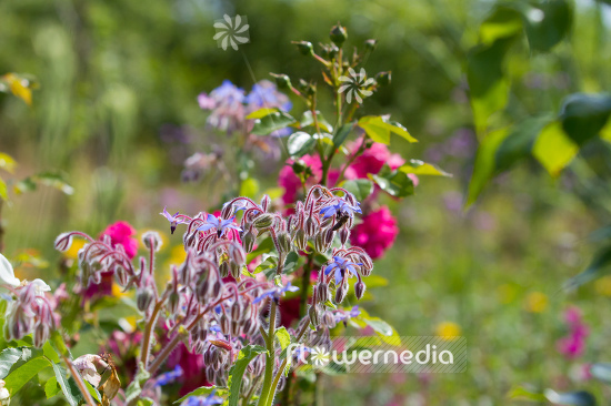 Borago officinalis - Borage (106840)