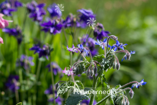 Borago officinalis - Borage (106841)