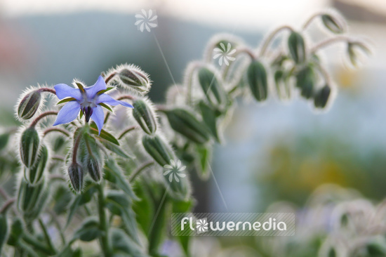 Borago officinalis - Borage (106842)