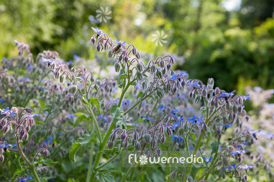 Borago officinalis - Borage (106843)