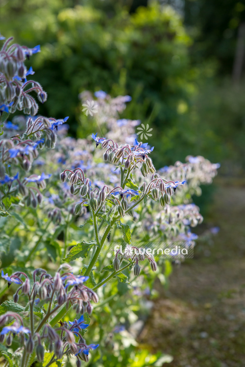 Borago officinalis - Borage (106845)
