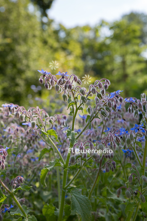 Borago officinalis - Borage (106847)