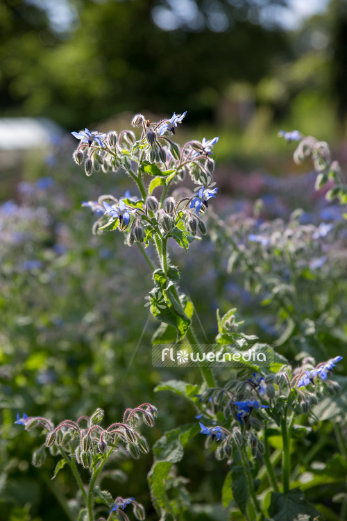 Borago officinalis - Borage (106848)