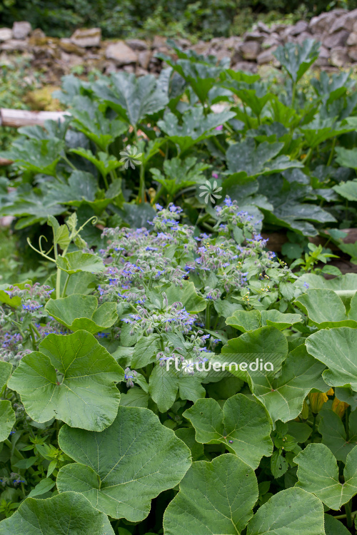 Borago officinalis - Borage (106851)