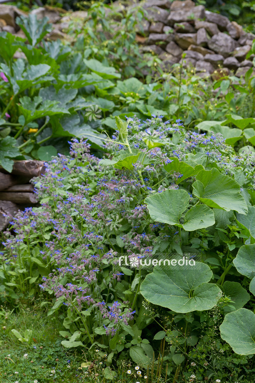 Borago officinalis - Borage (106852)