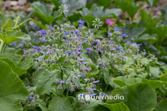 Borago officinalis - Borage (106854)