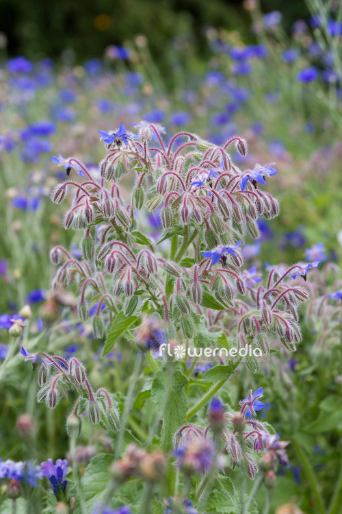 Borago officinalis - Borage (106855)