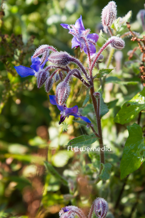 Borago officinalis - Borage (106856)