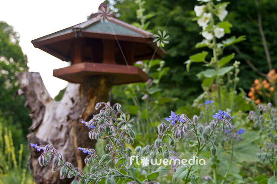 Borago officinalis - Borage (106863)