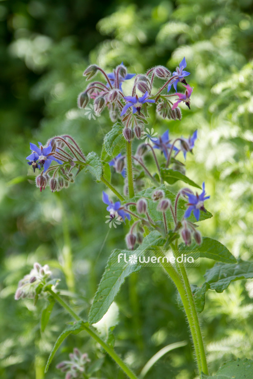 Borago officinalis - Borage (106864)