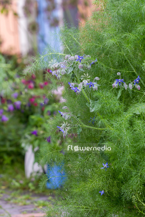 Borago officinalis - Borage (106866)
