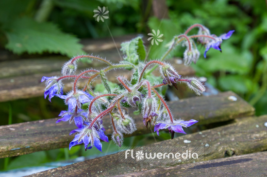 Borago officinalis - Borage (106868)