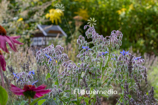 Borago officinalis - Borage (106869)