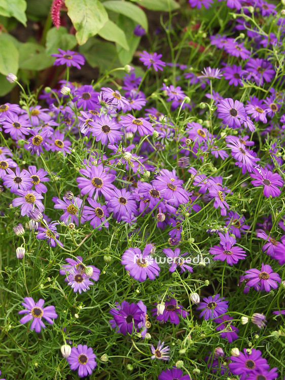 Brachyscome iberidifolia - Swan river daisy (100482)