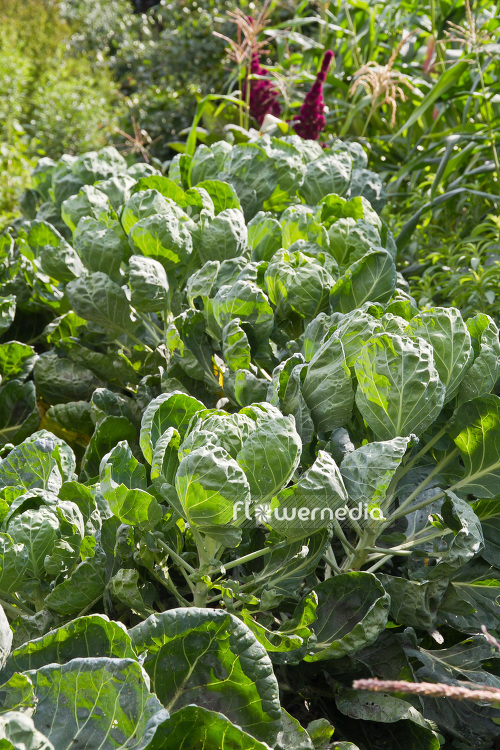 Brassica oleracea var. gemmifera - Sprouts (103434)