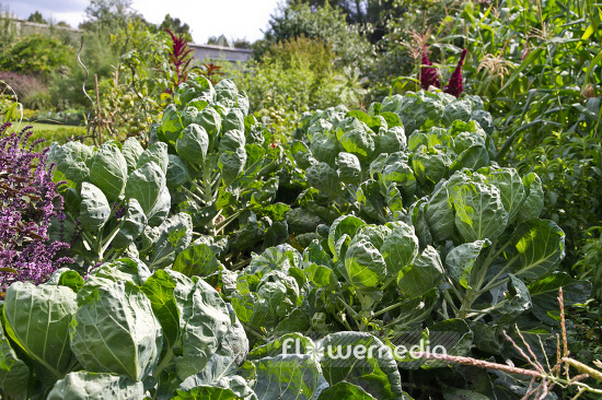 Brassica oleracea var. gemmifera - Sprouts (103436)