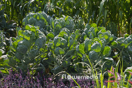 Brassica oleracea var. gemmifera - Sprouts (103437)