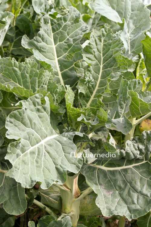 Brassica oleracea var. gemmifera - Sprouts (104546)