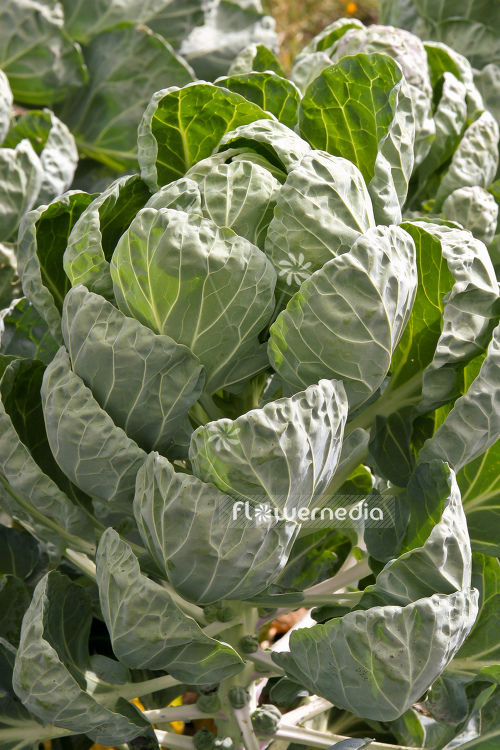 Brassica oleracea var. gemmifera - Sprouts (104547)