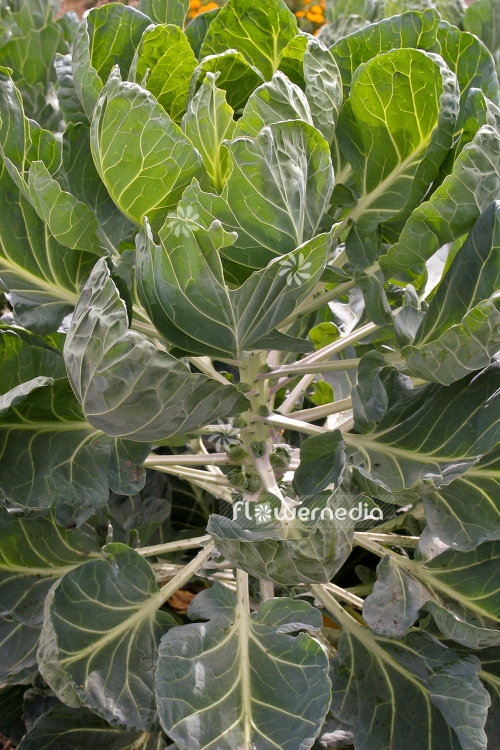 Brassica oleracea var. gemmifera - Sprouts (104548)