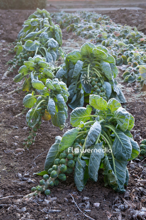 Brassica oleracea var. gemmifera - Sprouts (104549)