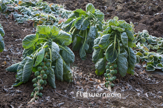 Brassica oleracea var. gemmifera - Sprouts (104550)