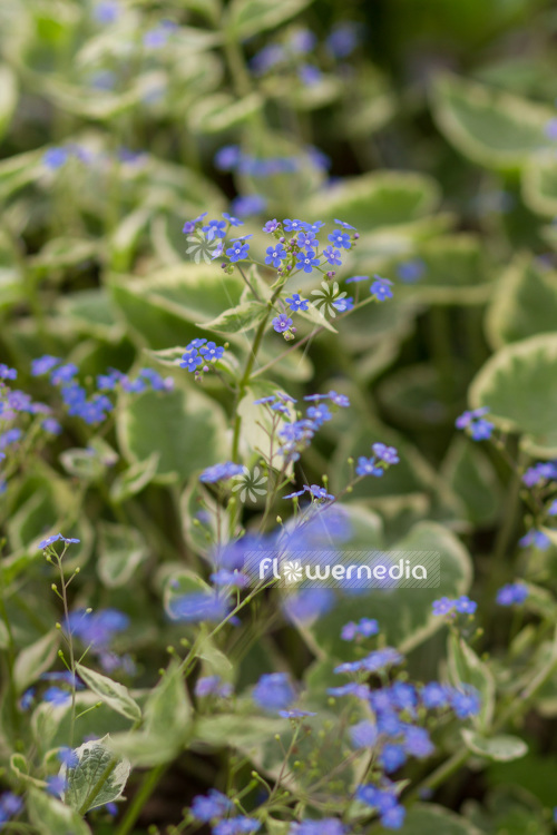 Brunnera macrophylla 'Hadspen Cream' Siberian bugloss (102748