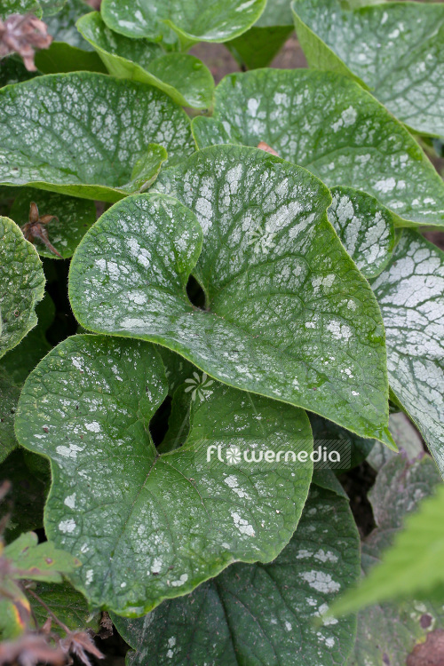 Brunnera macrophylla 'Langtrees' - Siberian bugloss (102761)