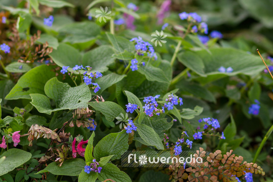 Brunnera sibirica - Siberian bugloss (102765)