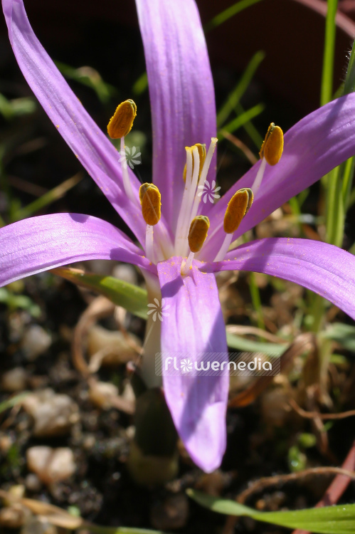 Bulbocodium vernum - Spring meadow saffron (100495)