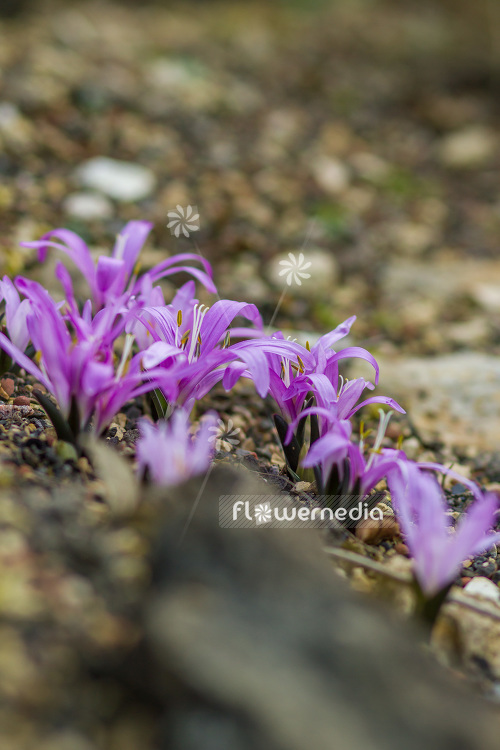 Bulbocodium vernum - Spring meadow saffron (102945)