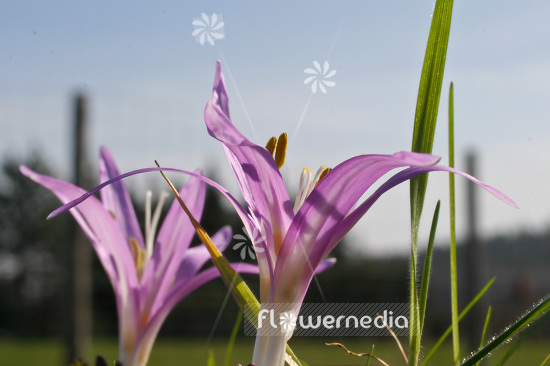 Bulbocodium vernum - Spring meadow saffron (102946)