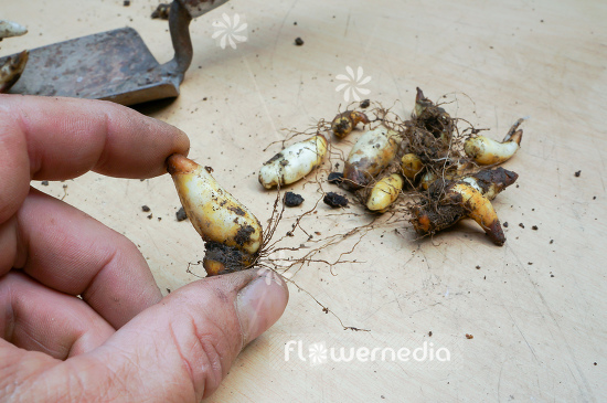 Bulbs of Erythronium (107451)
