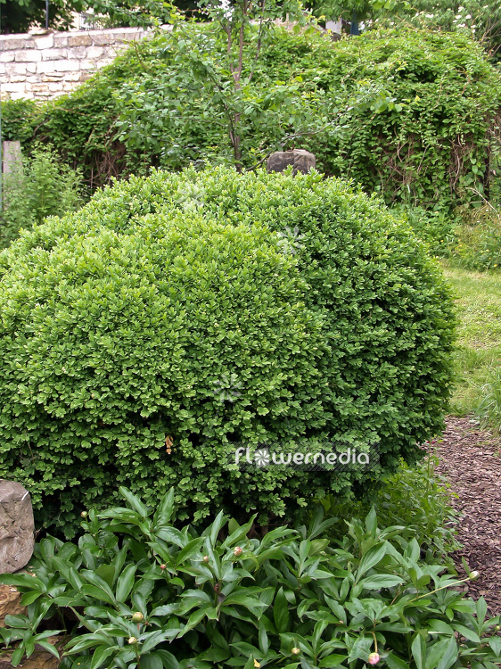 Buxus sempervirens - Common box (100496)