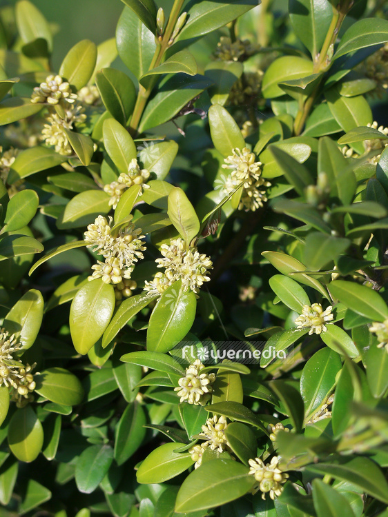 Buxus sempervirens - Common box (100497)