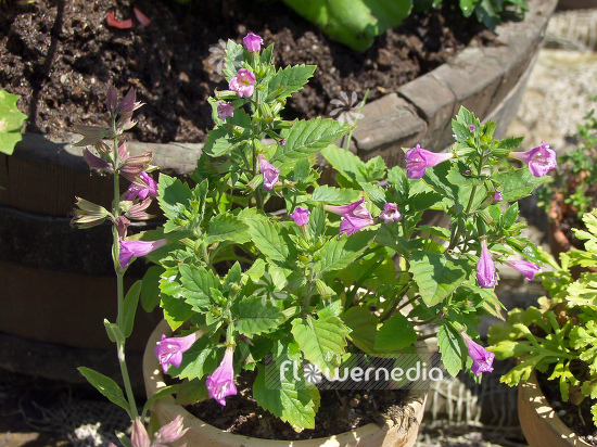Calamintha grandiflora - Large lowered calamint (100504)