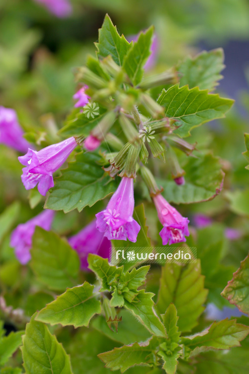 Calamintha grandiflora - Large lowered calamint (102787)