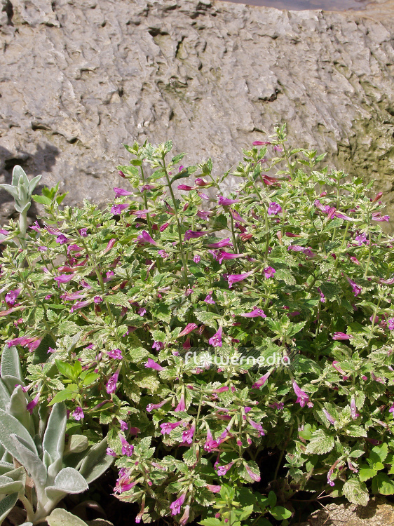 Calamintha grandiflora 'Variegata' - Variegated mint savory (100505)