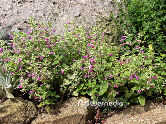 Calamintha grandiflora 'Variegata' - Variegated mint savory (100506)