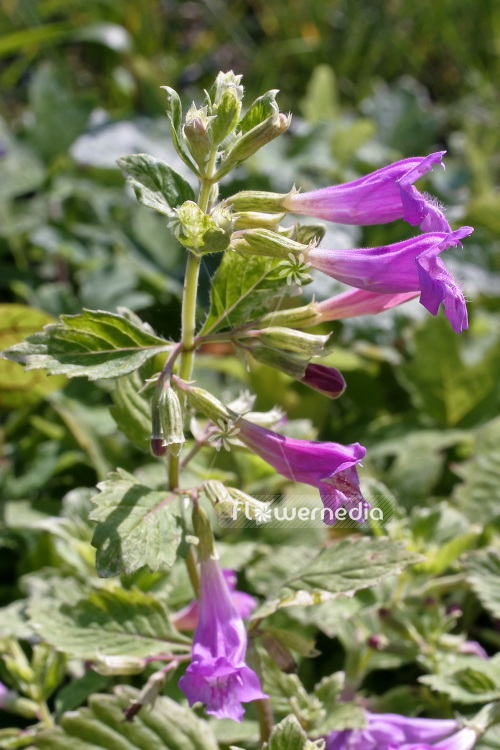 Calamintha grandiflora 'Variegata' - Variegated mint savory (102789)