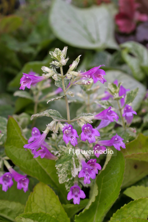 Calamintha grandiflora 'Variegata' - Variegated mint savory (102790)