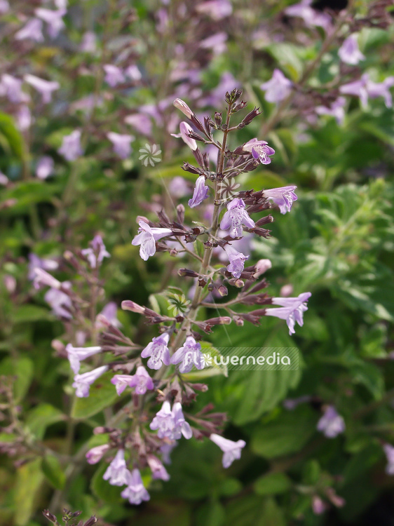 Calamintha nepeta - Lesser calamint (100507)