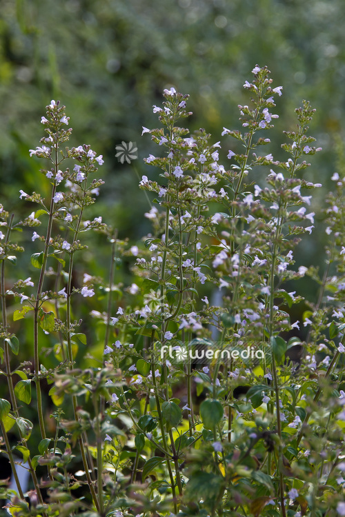 Calamintha nepeta - Lesser calamint (102791)