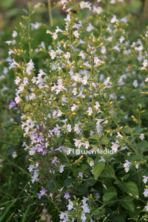 Calamintha nepeta 'Alba' - Lesser calamint (102793)