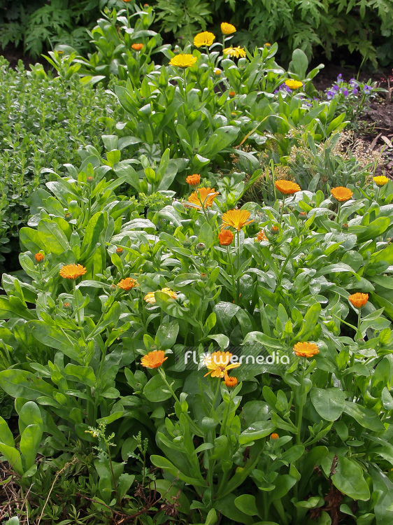 Calendula officinalis - Common marigold (100512)