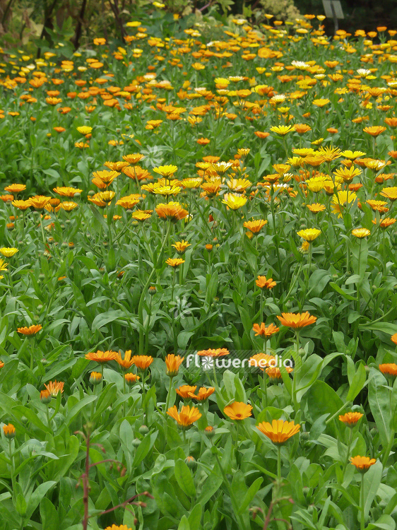 Calendula officinalis - Common marigold (100515)