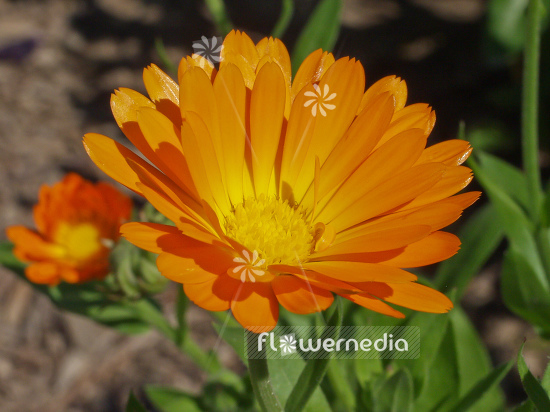 Calendula officinalis - Common marigold (100518)