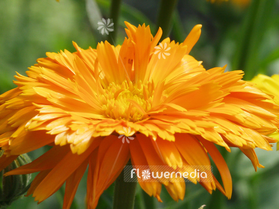 Calendula officinalis - Common marigold (106702)