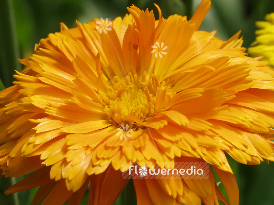 Calendula officinalis - Common marigold (106703)
